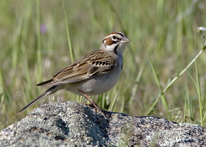 The fields of the Santa Ysabel Open Space Preserve in the Palomar mountains east of San Diego offered several Lark Sparrows for observation.