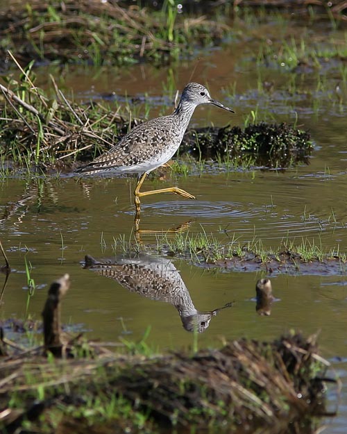 Late springtime brought many shorebirds to Huntley Meadows Park, including several species of sandpiper and quite a few Lesser Yellowlegs like the one pictured here.