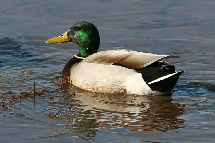 Mallards are rather common, almost to the point of not being all that interesting of a photographic subject, but they can be quite difficult to capture well with a camera.