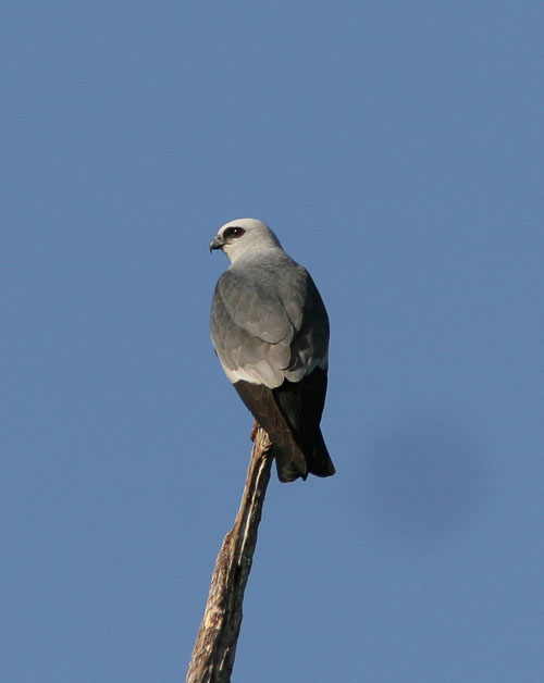 Despite spending fifteen years of her life in Gainesville, Beth hadn't really been into birding at the time, so Chapman's Pond was a new spot for her and John to visit.  Several Mississippi Kite perched in the trees near the pond, at one point being harassed by several crows who nested nearby.