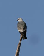 Mississippi Kite