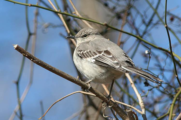 While Beth tracked a series of soaring Osprey's overhead, John watched the antics of this Mockingbird with growing delight as the bird hopped about and posed repeatedly for pictures.