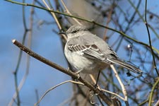 Northern Mockingbird