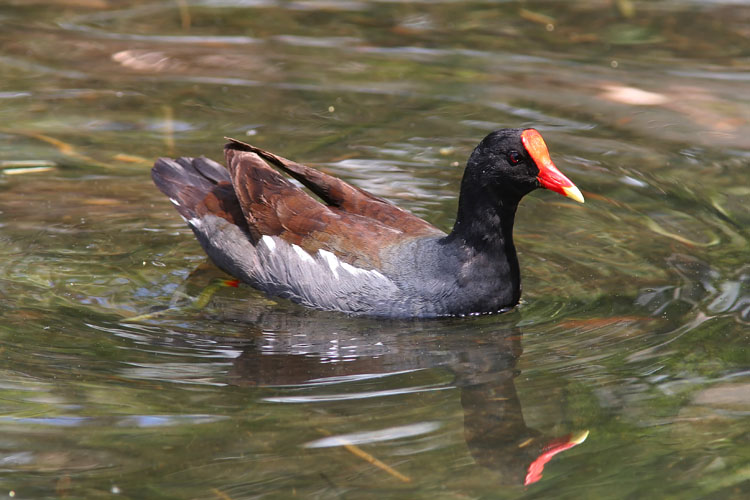 The Common Moorhen, though overtly similar in appearance to ducks, is in fact quite a different bird altogether. John spotted this one along with several related American Coots in the lagoon at Myrtle Beach's Barefoot Landing.