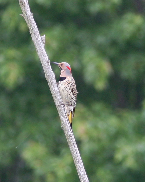 John and Beth happened upon this Northern Flicker while returning from a day of birding at Huntley Meadows Park.  That this is a yellow-shafted variety of Northern Flicker is quite obvious from the photograph.