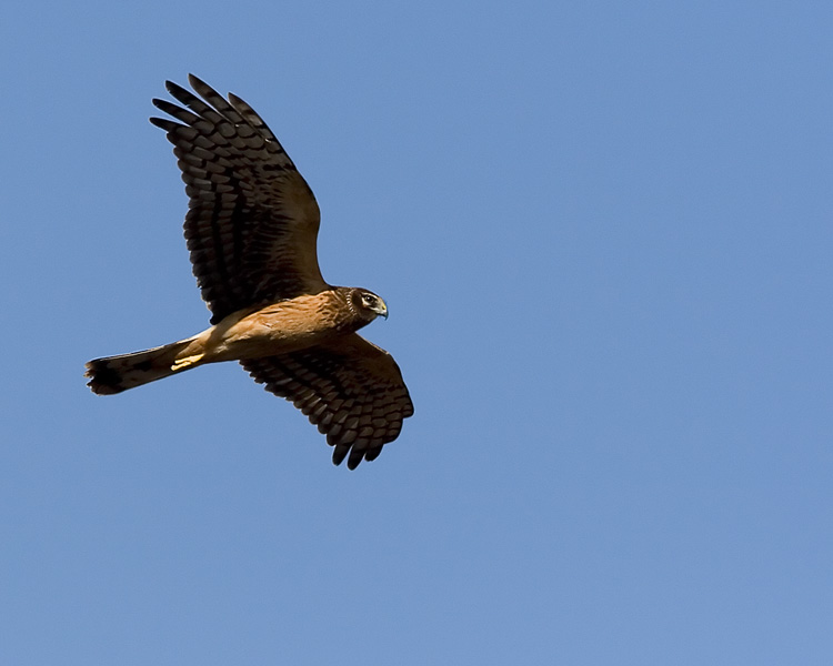 The only North American harrier, the Northern Harrier is a bird of prey of open terrain, where it courses low over fields in search of animals like voles, rats, and other small rodents, though its diet varies by location and season and can include small birds, large insects, snakes, lizards, and amphibians.  The Northern Harrier hunts primarily by sight but may also rely on its sense of hearing; upon detecting prey hidden by dense cover, it may hover low over the site and attempt to drive the prey out into the open.