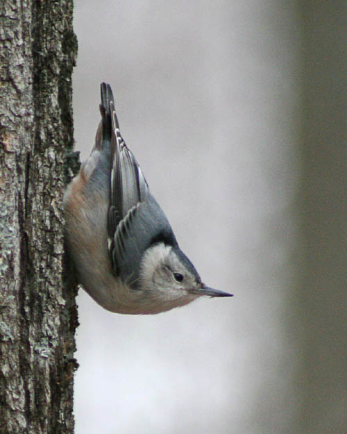 This White-Breasted Nuthatch was too intent on digging a morsel from the tree to notice John's approach, yielding several nice photos in the quickly-fading light of early evening at Huntley Meadows.  John's whiteface cockatiel, Locke, idolizes the nuthatch and will be quite pleased to have a pinup of this one.