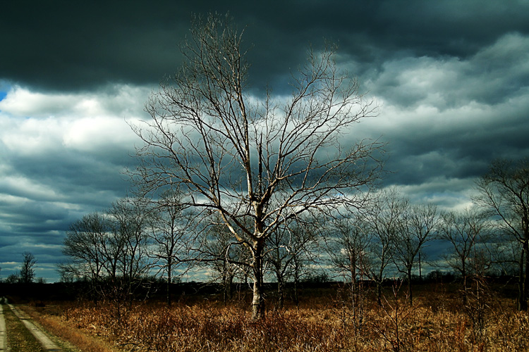 The light falling on this tree in the Occoquan Bay National Wilflife Refuge made for a striking photograph, which here has been slightly enhanced for contrast and color, giving the sky a menacing cast even as the sun falls on the tree's side.