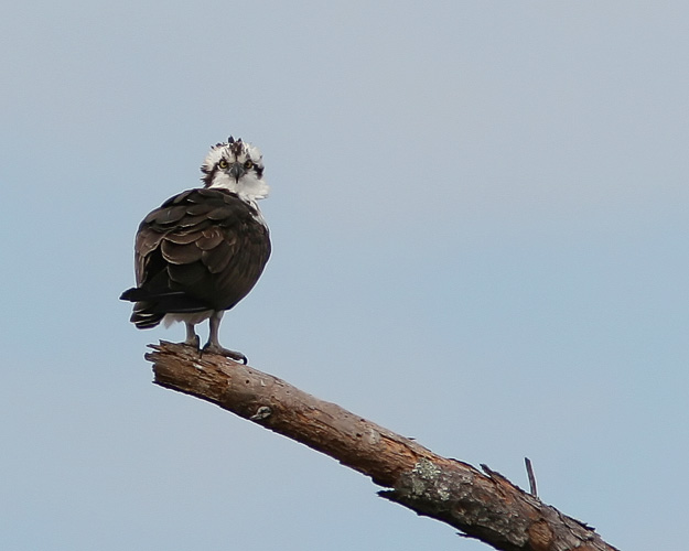 The stiff wind cutting across St. Marks National Wildlife Refuge near Tallahasse, FL, gave this perched Osprey something of a 'bad hair day.'