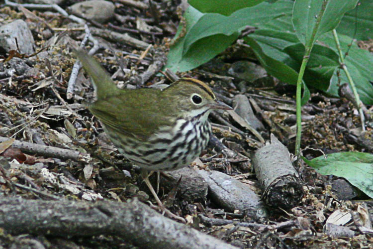 Monticello Park is known as a 'warbler hotspot' in the Washington, DC area for its propensity to attact migrating warblers in the spring.  Though it had rained off and on throughout the day, the license plate of the car at the entrance to the little park--OVENBIRD--proved a good omen, as John and Beth found just that bird in the brush along one hillside.