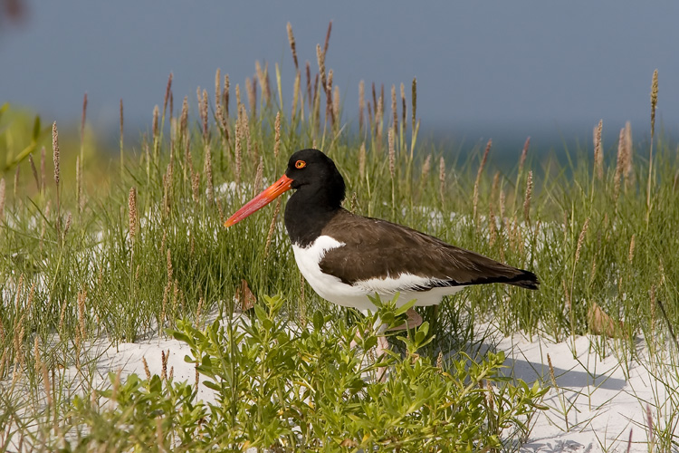A visit to Florida's Fort De Soto Park is almost always guaranteed to be a productive birding outing, and wading across the tidal pools of the north beach area indeed proved such for John when he photographed this American Oystercatcher.