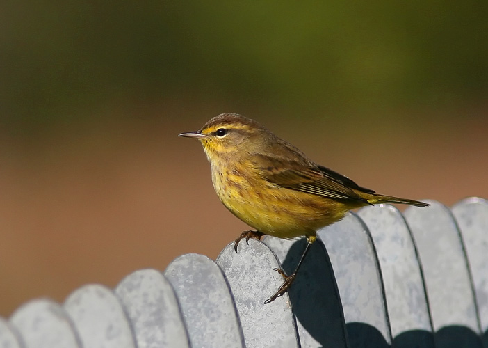 The fall migration brought many warblers back through Huntley Meadows, including this inquisitive little Palm Warbler who hopped from the weeds to the boardwalk and then up onto the railing, where John took several photos.