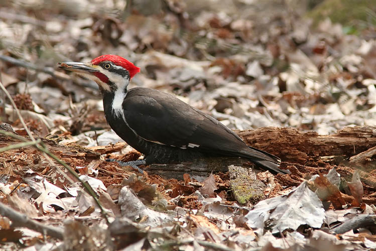 John and Beth had heard the distinctive drumming of their favorite woodpecker, the large Pileated, as they walked along a trail in Huntley Meadows Park, and the two slowed to try to pinpoint its location.  John first noticed this fellow in a clump of greenbriar on the ground.  The angle and greenbriar made good photos difficult to get, so John slowly crept up until he reached the edge of a swampy patch about thirty feet away and continued to shoot photos.  After taking several, he decided to try circling around the muddy ground to get even closer, eventually coming within ten feet or so of this beautiful bird.  The woodpecker eventually decided to give up on the dead log pictured here to move to a nearby tree, emitting his unmistakable haunting laugh as he flew.