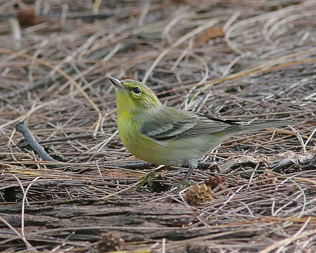 Showing off the aptness of its name, this male Pine Warbler spent several minutes foraging through the shady carpet of pine needles in search of hiding moths and beetles before hopping over to take a closer look at John.  The inquisitive and fearless little bird actually got so close that John could no longer focus on him: less than two feet away!
