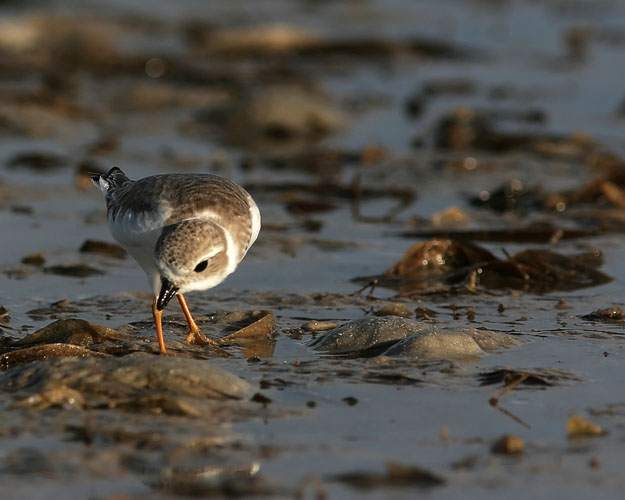 These cute little plovers darted across the tidal mudflats at Fort De Soto Park during John's morning visit, digging up earthworms and other 'yummy' tidbits.  John hadn't seen such tiny shorebirds before; the Piping Plovers he saw were a good third the size of a Killdeer and much smaller than most sandpipers he'd seen.