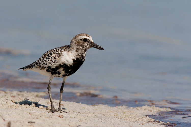 The eponymous black belly of this Black-bellied Plover had just begun to come in when John photographed him at Florida's Fort De Soto Park; the breeding plumage will stretch up to cover the bird's face in the same black evident on his belly in this photo.