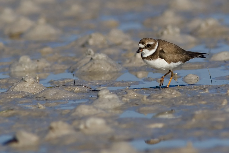 Getting to the beach early has its payoffs when birding; not only do you avoid the bulk of the crowds sure to show up later in the day, but the angled morning sun can do magical things upon the water and illuminate avian subjects in just the right light, like this Semipalmated Plover at Fort De Soto Park in Florida.