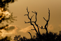 Payne's Prairie: Hawk and Tree Silhouette at Sunset