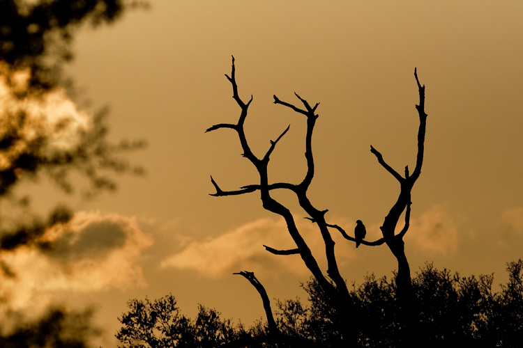 During an afternoon birding walk with expert birder Adam Kent, John spied a hawk perched in the setting sun and captured this silhouette.