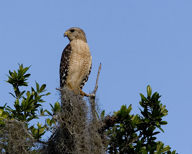 This was one of several Red-shouldered Hawks I spied at the Orlando Wetlands Park; one had perched in the same stand of trees as an Osprey, several cormorants, a Great Blue Heron, and a small flock of Black-bellied Whistling Ducks.