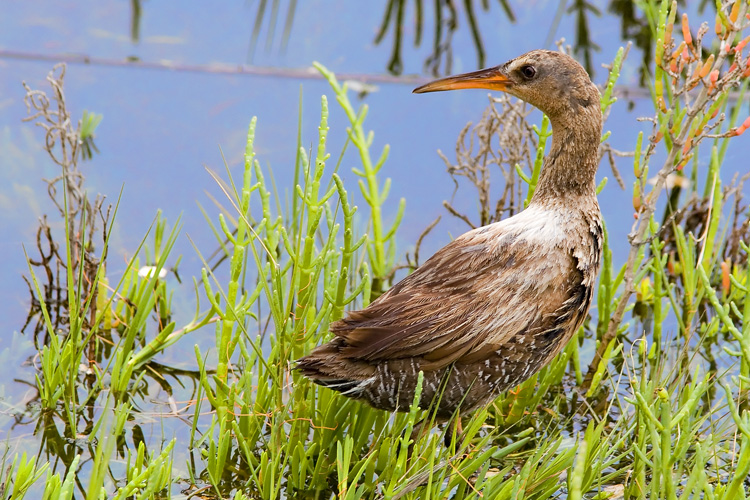 A pair of joggers went right past this Clapper Rail (likely the endangered Yuma subspecies) at San Elijo Lagoon in coastal southern California; fortunately, their passage didn't scare this secretive bird away before John could photograph it several times.