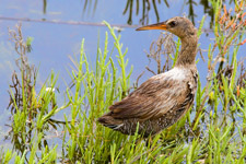 Clapper Rail