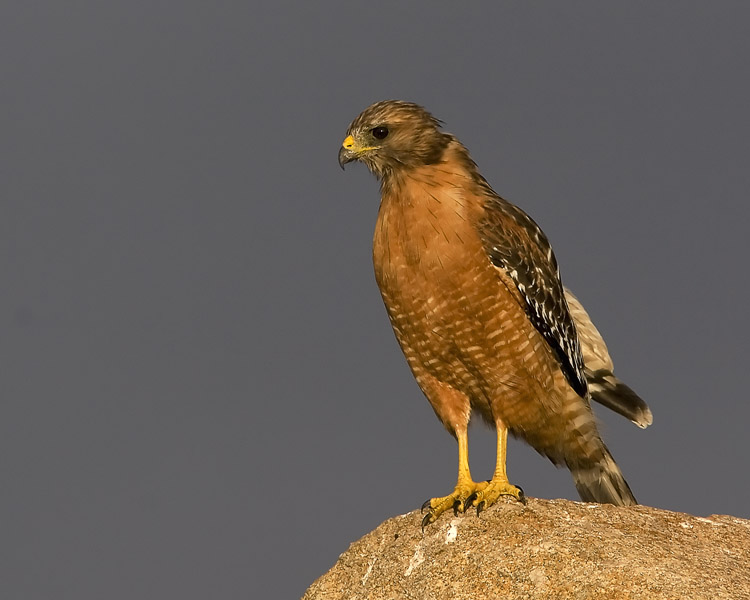 A sunset drive through Pebble Beach and Carmel-by-the-Sea revealed this Red-shouldered Hawk perched atop his own 'Bird Rock' (just across the road from the famed 17-Mile Drive landmark of the same name).