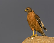 Red-shouldered Hawk near Bird Rock