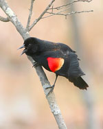 Red-winged Blackbird