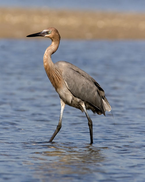 Unlike its relatives the Great Blue Heron and the Great Egret, the Reddish Egret is rarely seen outside the southern United States.  John encountered several picking their way through the tidal pools at Fort De Soto Park during a couple of birding visits.