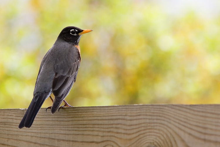 Countless are the plump little Robins that fill yards throughout the spring and summer.  This one was photographed while perched atop the fence around John and Beth's backyard.