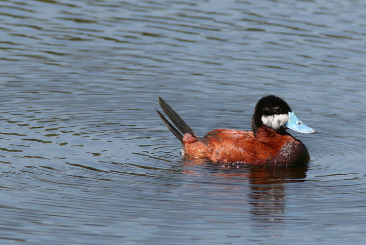 Several Ruddy Ducks were at home when John stopped by Buena Vista Lagoon near Carlsbad, CA, for some afternoon birding on a recent trip to San Diego.