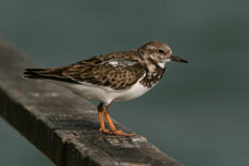 Ruddy Turnstone