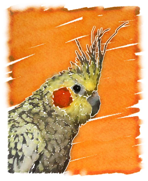 Rydia is John's beautiful pearl Cockatiel hen.  Birds are particularly difficult to render via this artistic technique due to the high level of detail in their plumage, but after much painstaking work with a fine brush, John completed this fine portrait of his oldest pet companion (Rydia was 9 years old when photographed for the portrait).