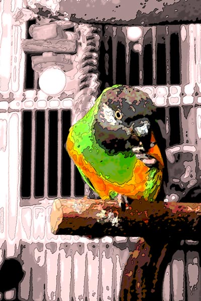 Beth's Senegal Parrot Sam poses while nibbling a treat in this interesting rendering.  John first applied several artistic treatments to reach a pseudo-watercolor rendering, then extracted Sam from the background, which he desaturated to make our little green subject stand out.