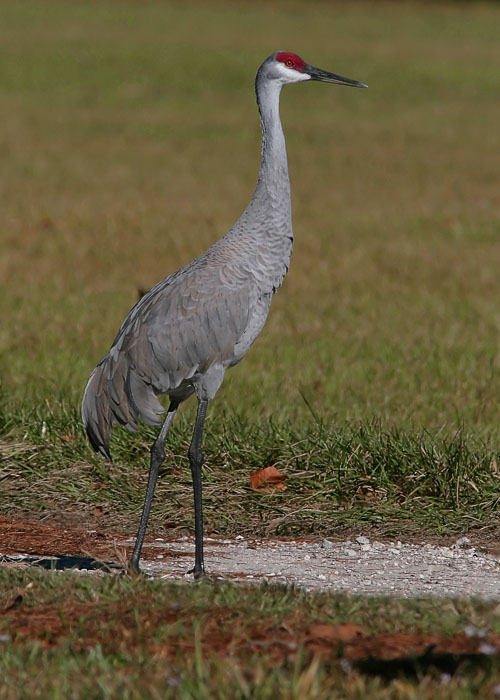The Sandhill Crane fall migration must have been running later than usual in 2006, for John and Beth traveled all over the Gainesville, FL area looking for the birds where they usually overwinter without luck before finding a trio (probably of residents rather than migrants) hanging out in a rural driveway in Micanopee, FL.