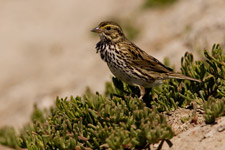 Savannah Sparrow