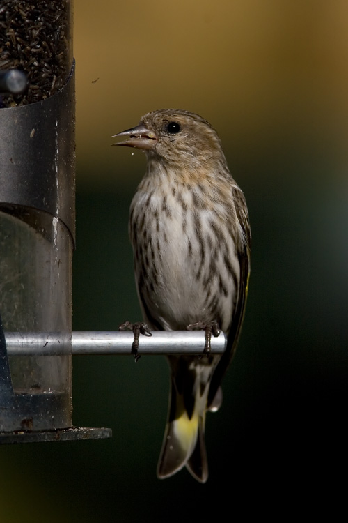 I never expected to find a new life bird in the back yard, but a Sunday morning in early spring brought a large flock of Pine Siskins to our thistle feeder and gave both Beth and me another first-time bird.