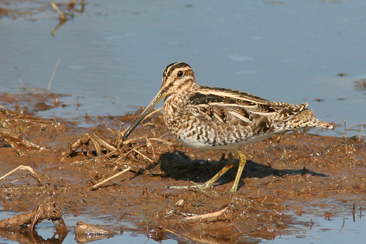 Huntley Meadows had recently seen the appearance of several snipe, and though these small, long-billed birds tend to be fairly reclusive and at times can be solitary, John and Beth saw several amongst the marshy reaches on a morning visit to the park.