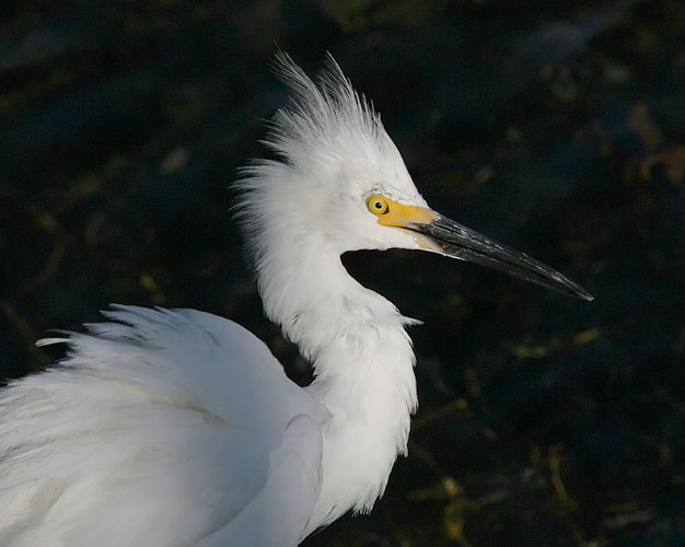 John saw this Snowy Egret while walking along the harbor's edge outside his hotel room on Mission Bay in San Diego.  Though John was a bit too close to get a full-body shot of the egret, he still managed to capture quite an interesting shot of the bird's 'hairdo.'