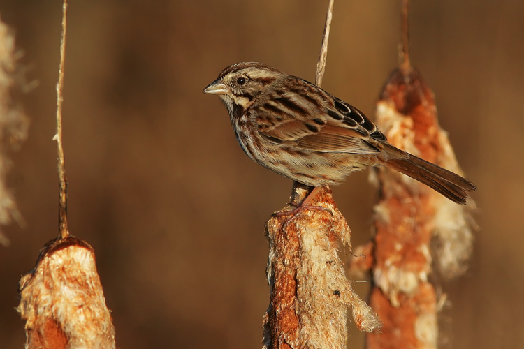 Quite a set of lungs has this Song Sparrow that John photographed in Huntley Meadows Park while birding with Beth.  They heard the little fellow from quite a ways off before they made him out flitting amongst scrub and brush. The sparrow stayed still long enough for John to take several photos, with this as one of the best of the lot.