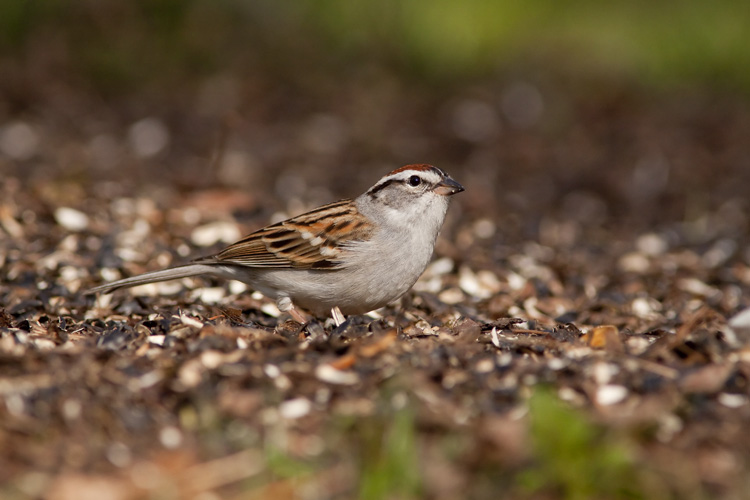 One of the features that really drew us to Chateau Papillon when we were house-shopping was the back yard, which abutted a local Fairfax County park, and between that and the many natural gardening efforts we've undertaken, Beth and I have been well-rewarded with a plethora of wild birds in the back yard, including many Chipping Sparrows like this one, pictured picking through the leaf mulch and dropped seed husks beneath one of our feeding stations.