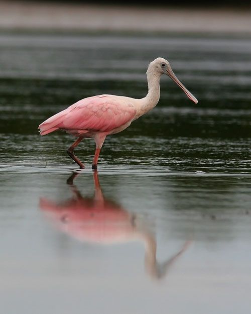 John saw his first Roseate Spoonbill at the St. Marks National Wildlife Refuge on a cold November morning, but the far-off and huddled-down birds had not made for a good photograph. John was delighted to spot a pair in the tidal pools of Fort De Soto Park, and though the overcast skies didn't make for perfect lighting, John was still quite pleased with the images he captured.