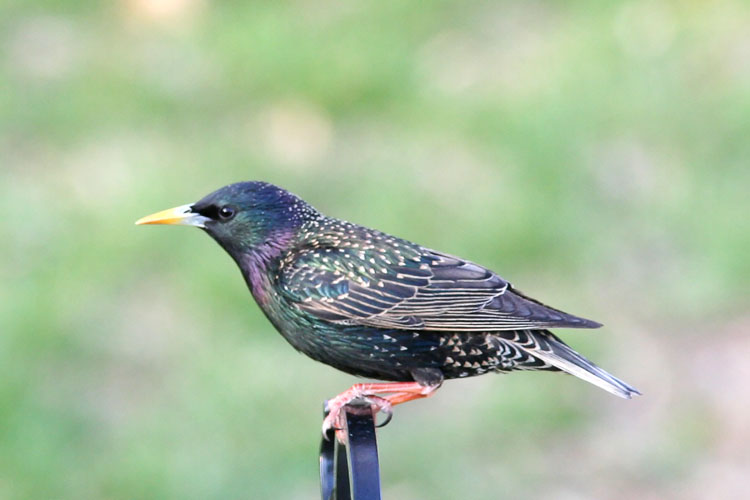 Though the summer plumage of the European Starling can be quite striking, these birds are quite the pests.  Introduced in an attempt to bring every bird mentioned in Shakespeare to North America, Starlings have multiplied in vast numbers and have driven away Bluebirds, Purple Martins, Tree Swallows, and many other species.