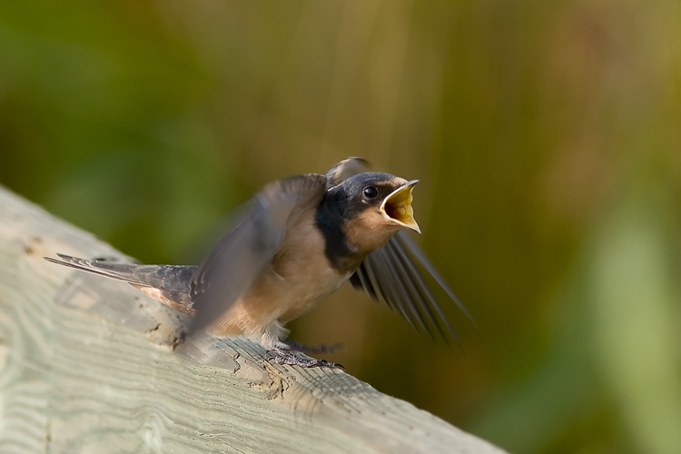 Summertime at Huntley Meadows Park can be a bit boring in terms of birding; most of the neotropic migrants and waterfowl are farther north on their breeding grounds. However, this young Barn Swallow showed there's still good photography and birding to be had even in the heat of summer, as he perched along the boardwalk and begged for food from his parents (who, as swallows are wont to do, seemed constantly airborne over the wetlands).