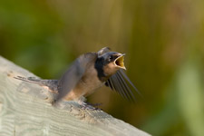 Barn Swallow