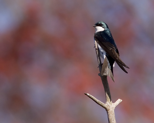 One of the few occasions Beth and John had time to visit their favorite area park, Huntley Meadows, over the spring of 2009, they spotted several Tree Swallows soaring and dipping and racing above the wetlands--as well as this one who obligingly posed atop, of all things, a tree.