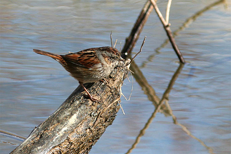 John knew the marshes of Huntley Meadows were home to several Swamp Sparrows, but he'd never been quite sure how to tell them apart from the very common park resident, the Song Sparrow.  After consulting with Beth and her field guide, he photographed several of these little brown jobs.