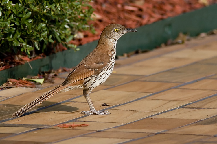 During a long road trip down to Florida to visit Beth's family, we stopped at a McDonald's to grab a quick bite to eat. While I sat in the car, this Brown Thrasher popped out of the shrubbery and posed briefly for a photograph.