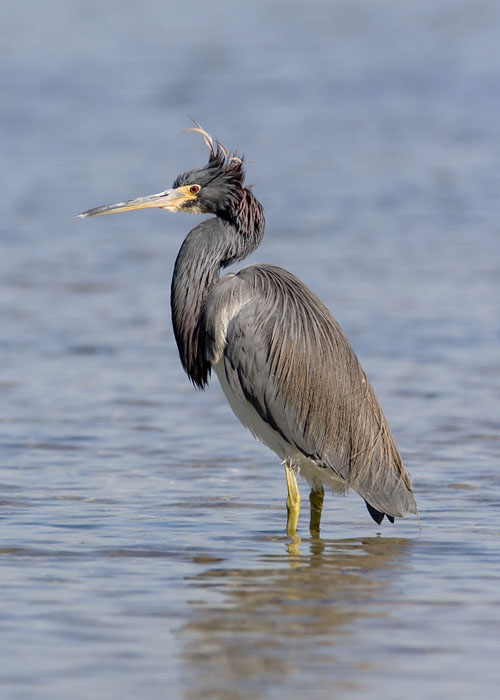 Like many of the birds at Fort De Soto Park, the Tri-colored Heron pictured here let John approach them so closely he couldn't frame their entire bodies within his camera lens.  Having backed off sufficiently to photograph the entire bird, John caught this one in a bit of a 'bad hair' moment in the morning breeze.